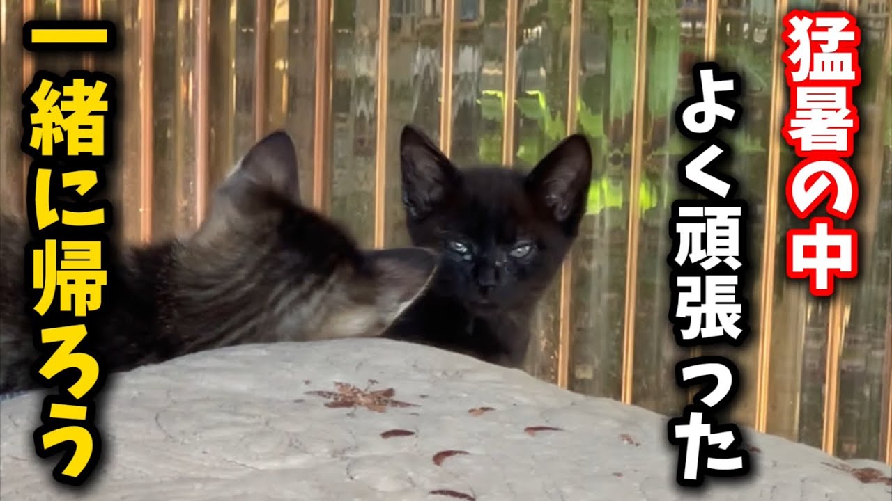猛暑日に線路沿いの小屋に現れた子猫を保護しました