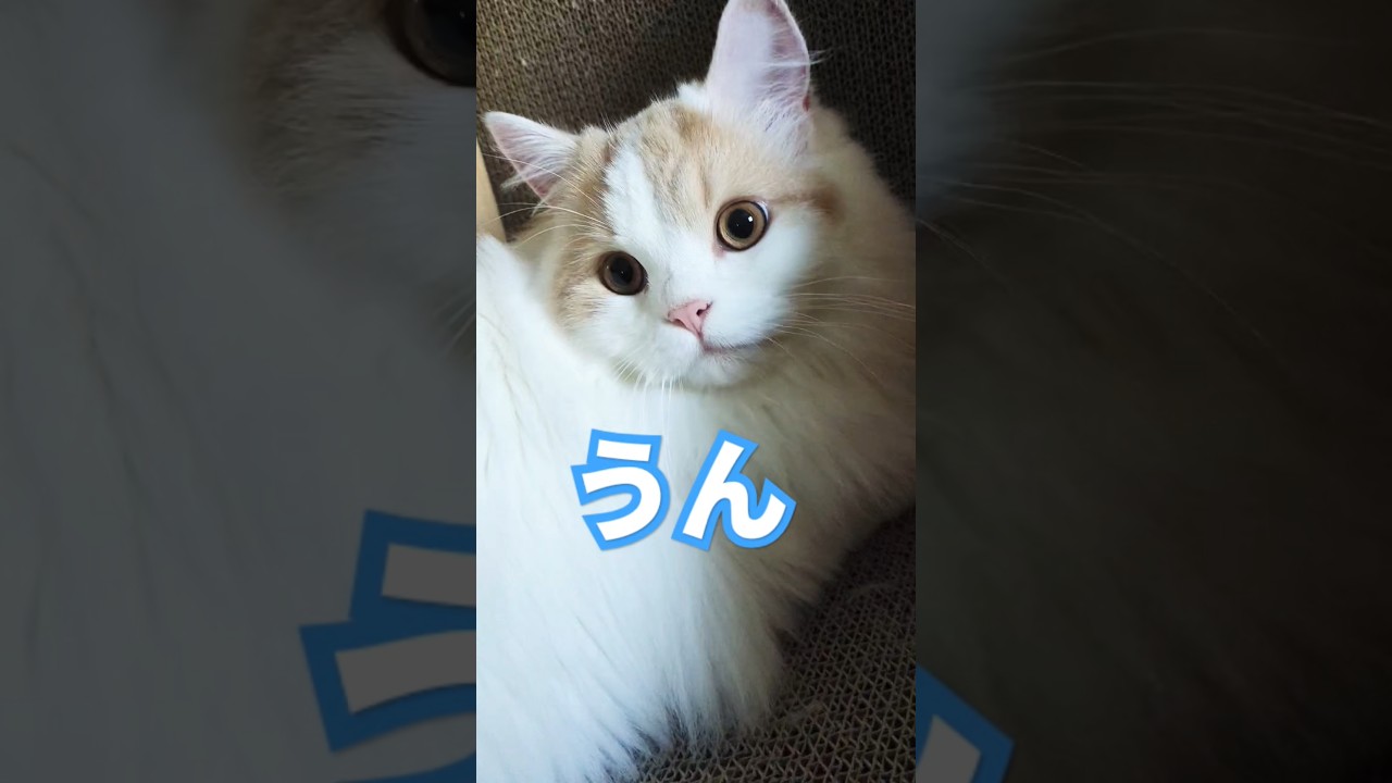 おもちゃ持って‥#猫 #スコティッシュフォールド  #cat#shorts