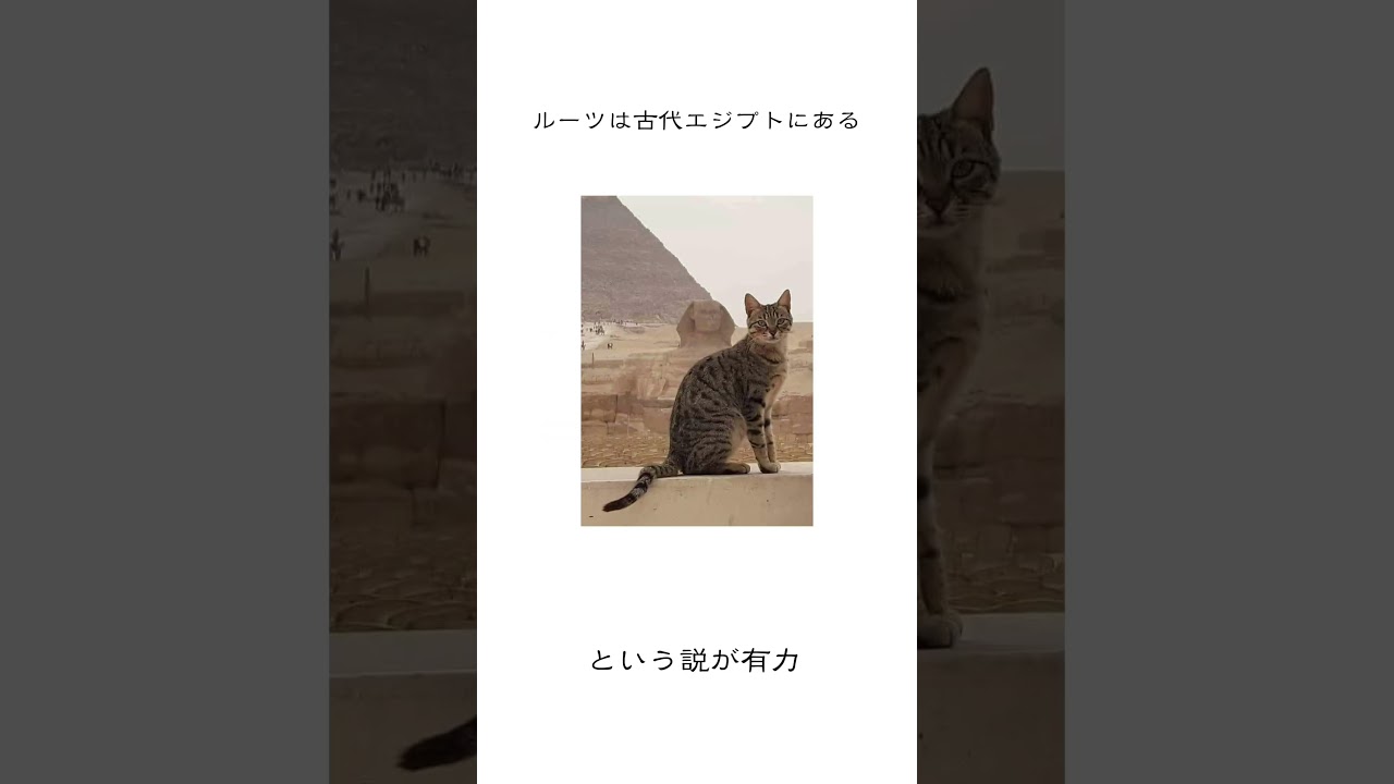 エジプシャンマウとは何者か？#shorts #動物 #猫