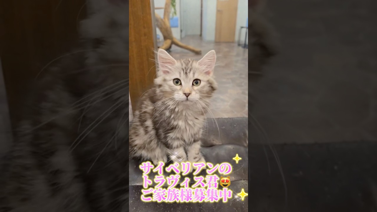 抱っこができる#サイベリアン の#子猫 💖ブラックシルバー(珍しいバイメタル)のトラヴィス君😻大人になるにつれ金色になります💖吉祥寺のロイヤルキャッツでご家族様募集中です#ペットショップ