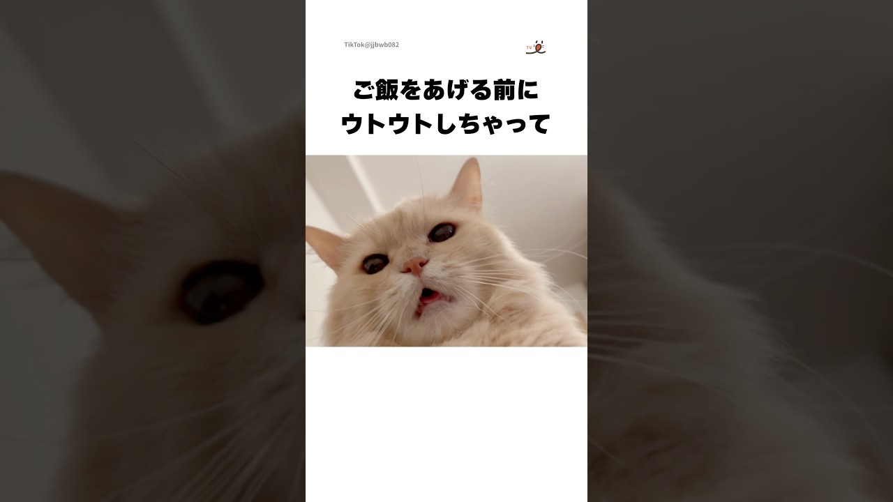 このあと、しっかりご飯をあげました🙇‍♂️｜PECO
