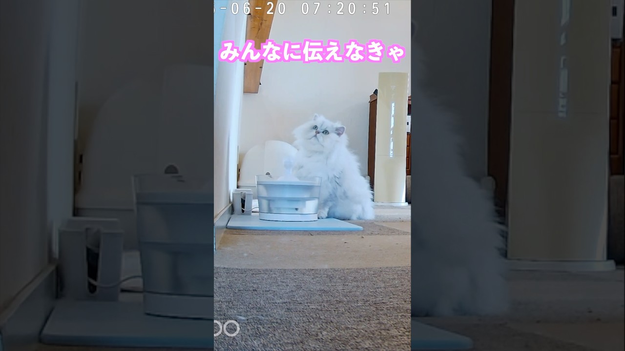 伝えなきゃ💛#エッホエッホの歌  #伝えなきゃ #ペルシャ猫