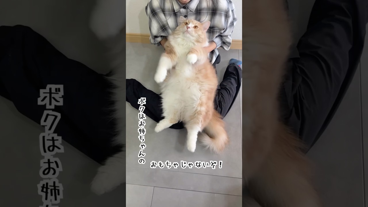 されるがままのモフモフ😽　#cat #ねこ #サイベリアン #猫のいる暮らし #猫好きさんと繋がりたい #今日のもうふ #癒し動画 #猫のいる生活 #猫動画 #ネコ #猫と子供 #踊る猫