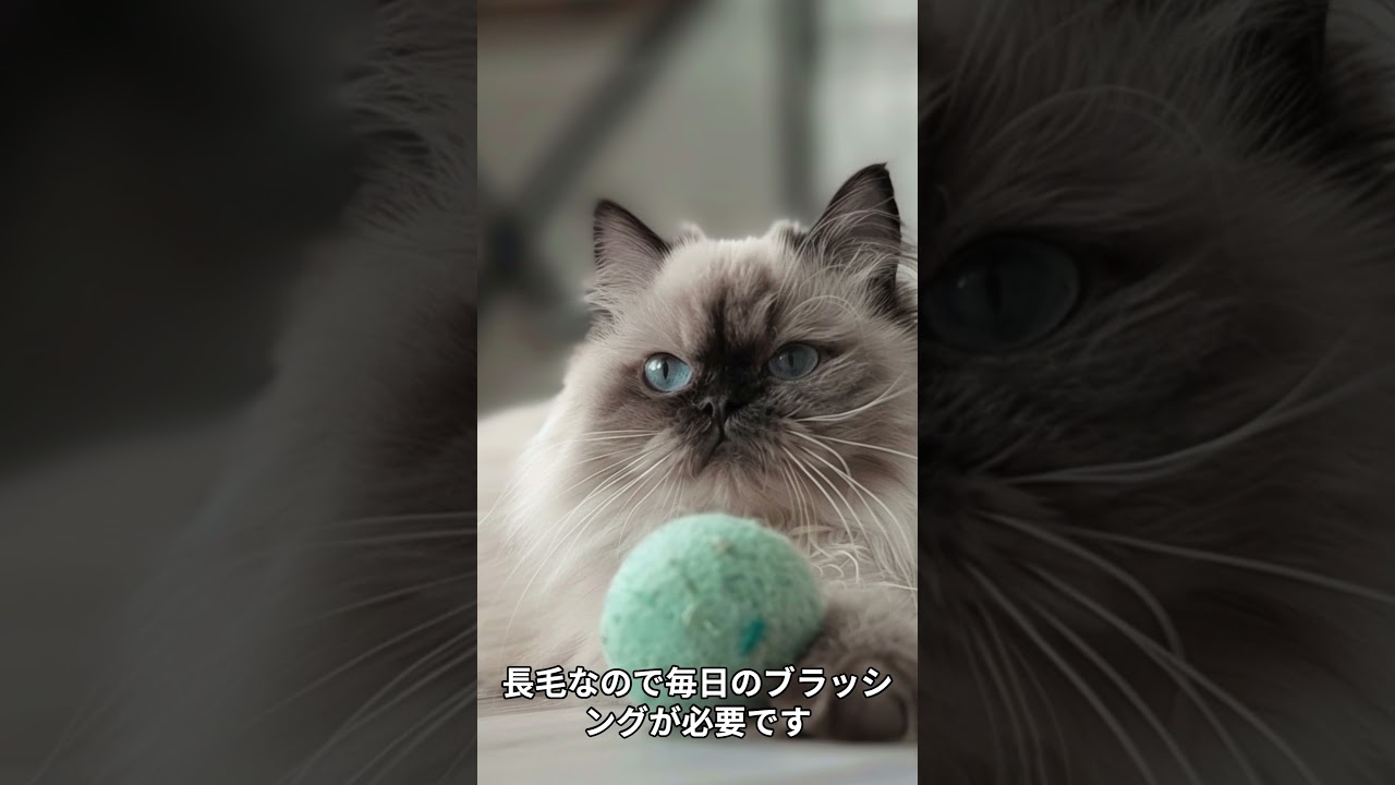ヒマラヤンの魅力！特徴や飼育のコツを解説 #ヒマラヤン #ペット  #ai
