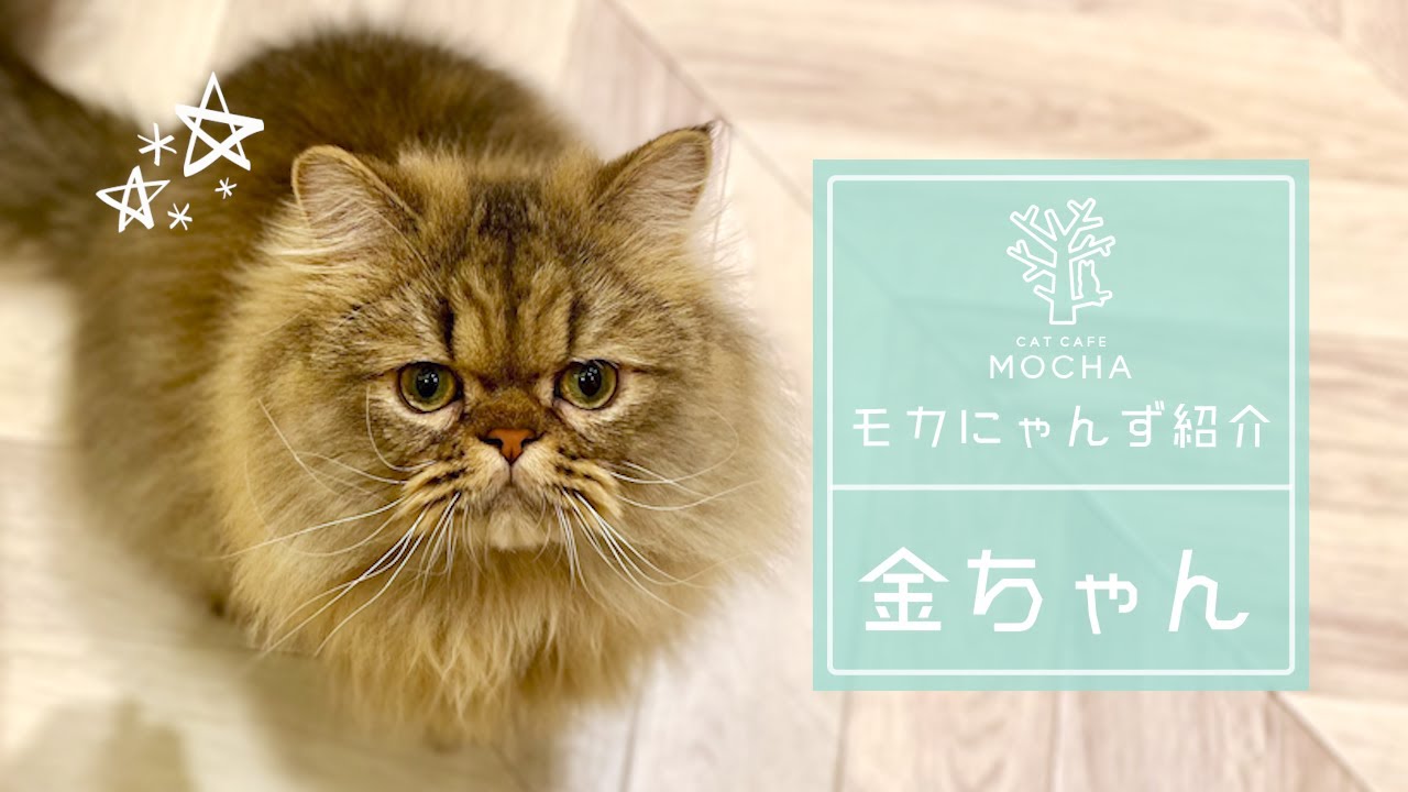 金ちゃん（ペルシャ♂）名古屋則武新町店