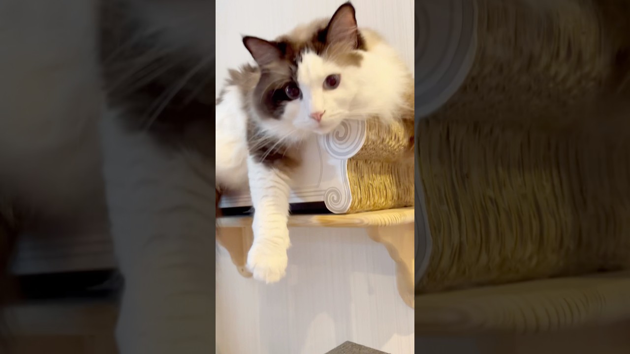 【猫動画】悪ガキ顔がたまらんラグドール😈#shorts #cat #猫 #ラグドール #アメリカンショートヘア