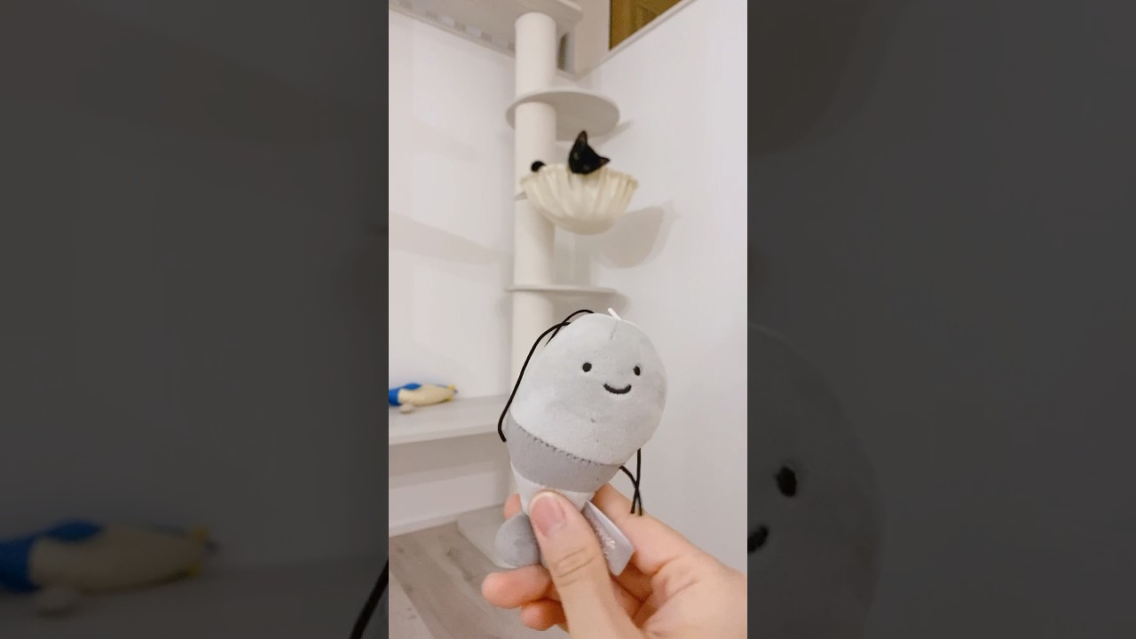 バレーボールをする子猫　#黒猫 #ボンベイ #cat #bombay #猫のいる暮らし #ねこ #ネコ #猫 #好きな子猫