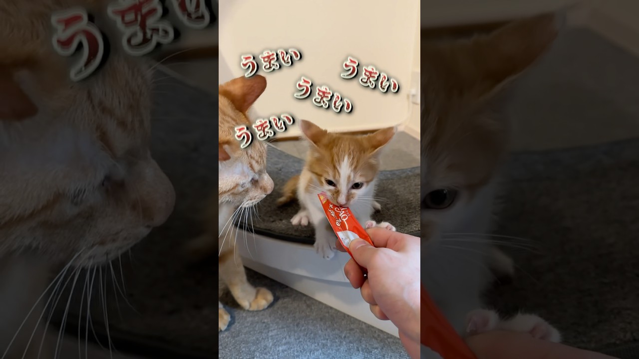 チュールの美味しさに目覚めた子猫…。#猫 #cat  #shorts