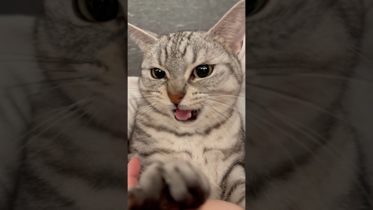 猫愛が強くて吸引力が止まらないパパ!! #shorts #猫 #cat