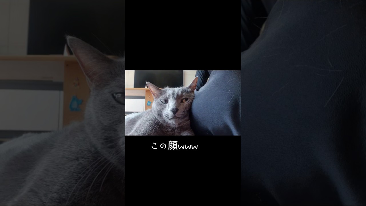 こんな顔でもかわいいの#猫 #ロシアンブルー #猫のいる暮らし #cat #고양이