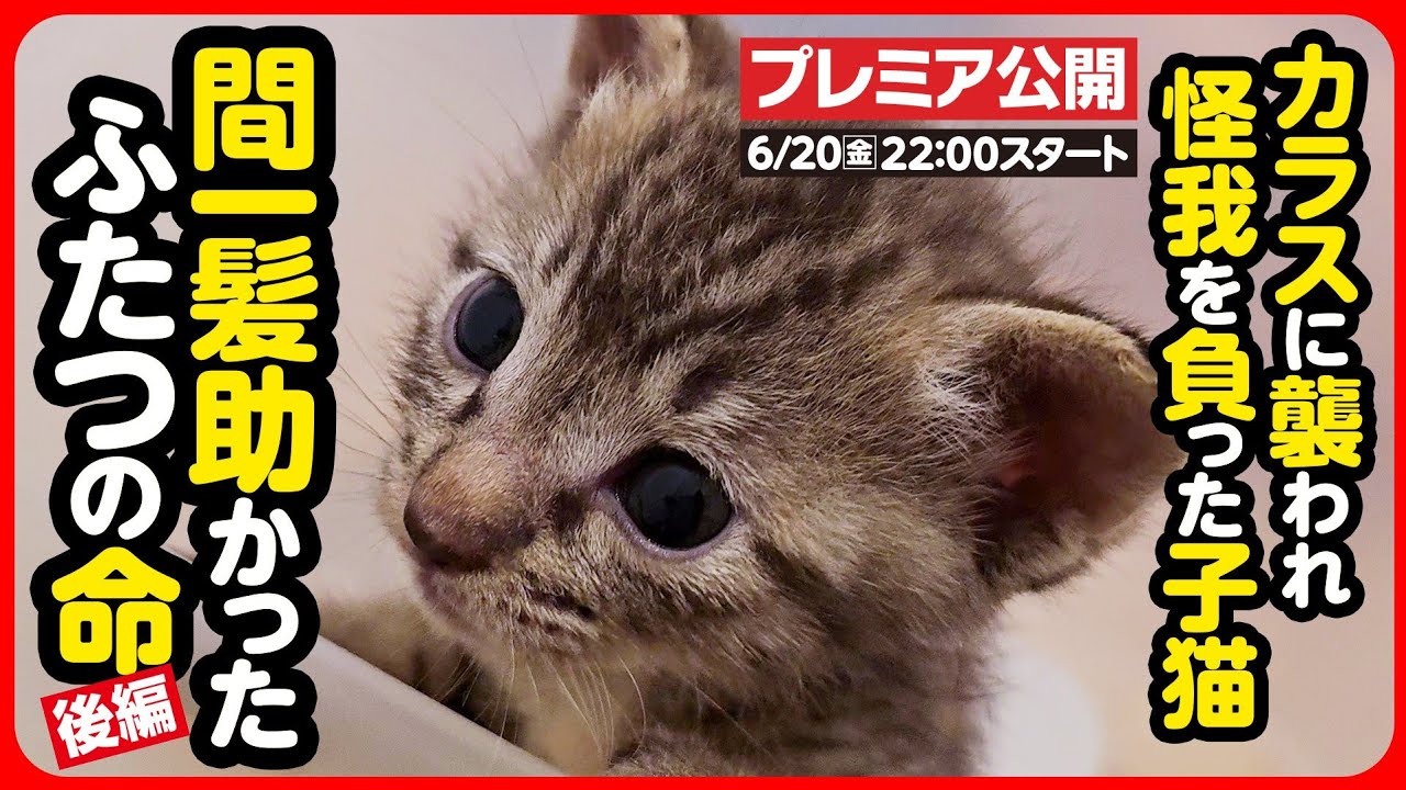 【子猫 保護】カラスに襲われ怪我を負った子猫を保護！どうか元気に育って...！