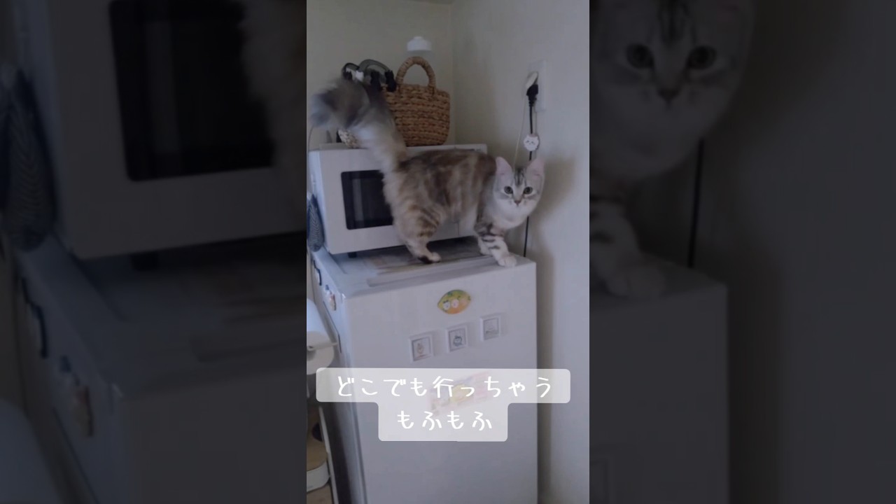 どこでも行っちゃうもふもふ｜ A cat that goes anywhere ｜キンカローのルル #猫のいる暮らし #ねこ #cat