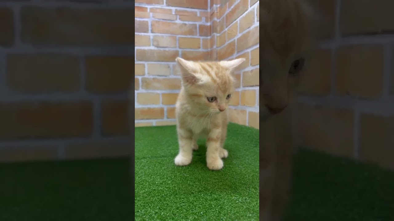 ♡新しいねこちゃん紹介♡ #マンチカン  #cat  #ペットショップ