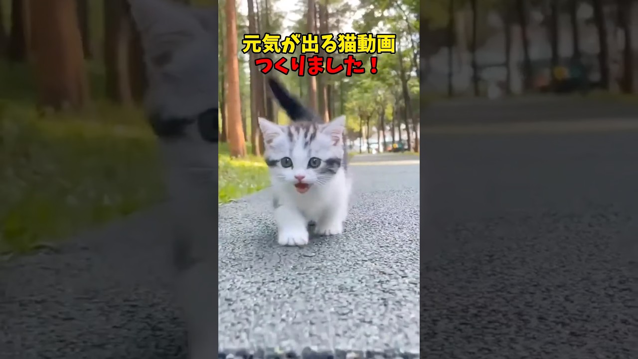 元気モリモリ😃 #猫 #cat #cats #cute