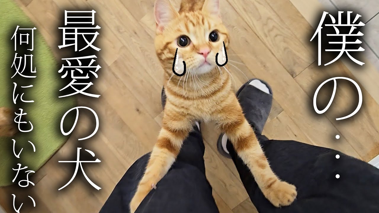 突然、犬を預けたらニャーニャー泣いて家中探し回る子猫がこちら