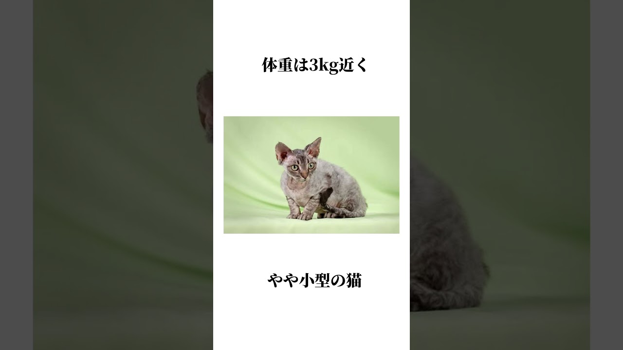 デボンレックスとは何者か？#shorts #デボンレックス #猫