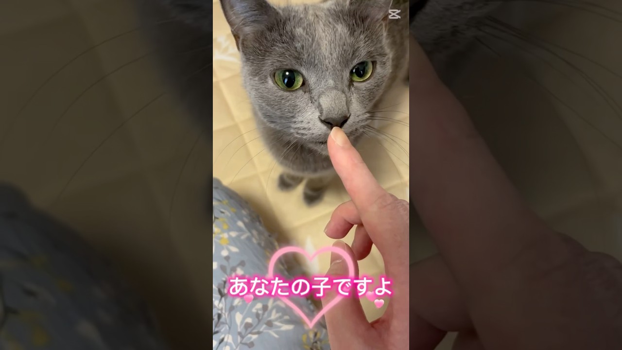 【猫ロシアンブルー】そらちゃんはママの子ですよ❤️ #shorts #russianblue #ロシアンブルー #かわいい猫 #可愛い猫