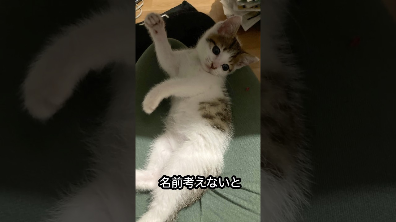 子猫ちゃんの名前を決めます！　#保護猫  #子ネコ    #cat    #ねこ