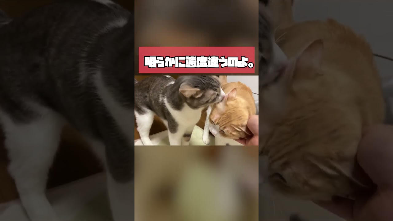【TRNB】４年ぶりに再会した兄弟への愛が重ためなねこが可愛いｗｗ #shorts