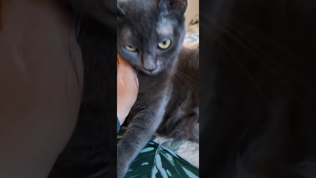 ESTRELLA IN PARADISE #korat #paradise #demons #imaginedragons #summer #music #kitten #cute