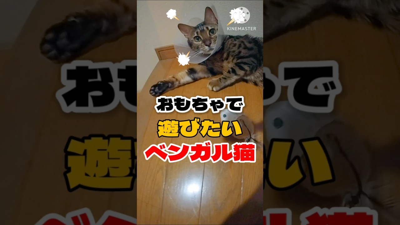 【ベンガル猫】ベンガル猫と遊びたい #猫 遊びたい #shorts