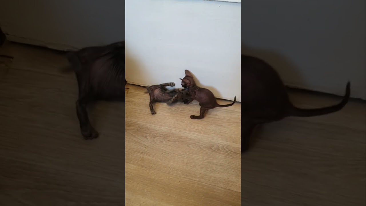 Cutest Cornish Rex Kittens Playing | Funny Cat Videos 2025