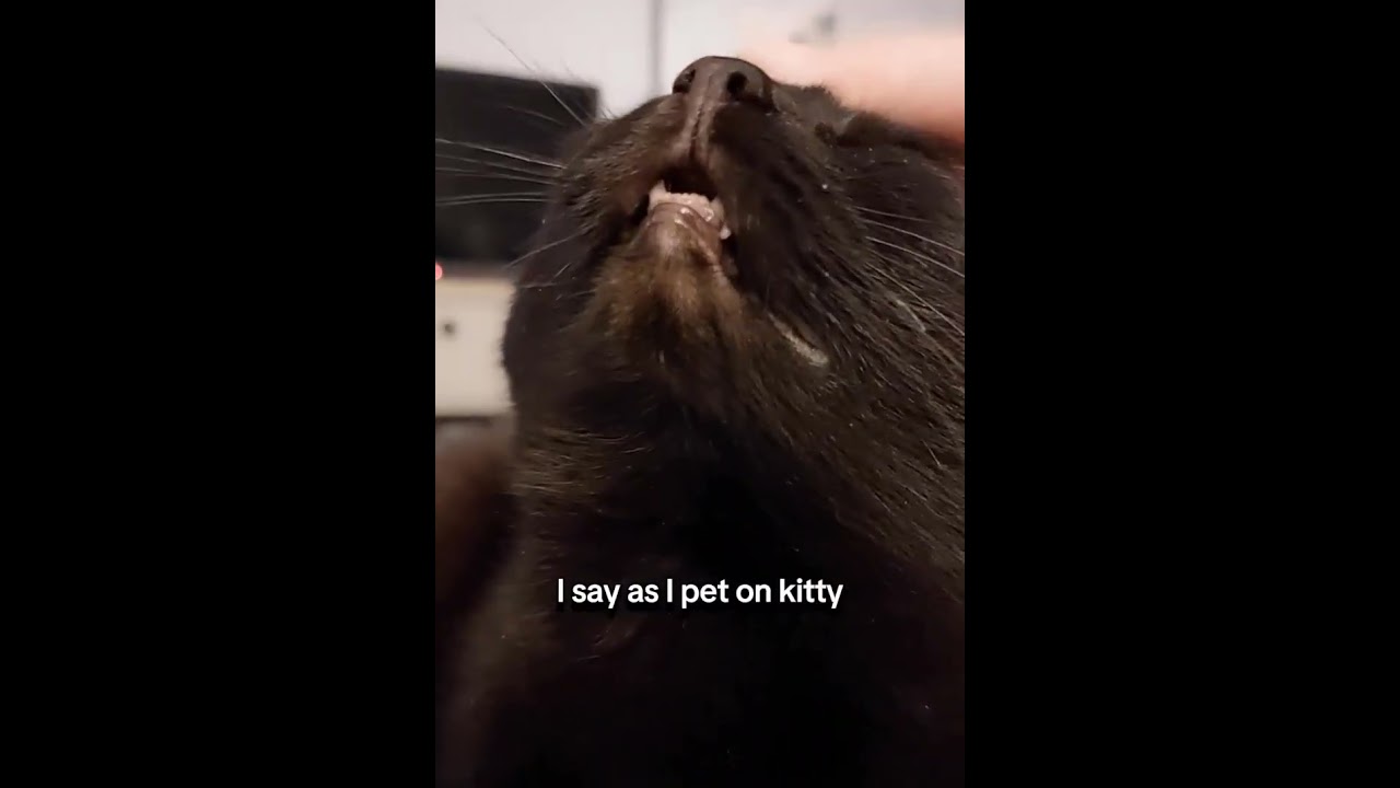 Pet Me... But Not Too Much! 😹 #catsofyoutube #funny #funnycat #catreaction #cute #catvideos #pets