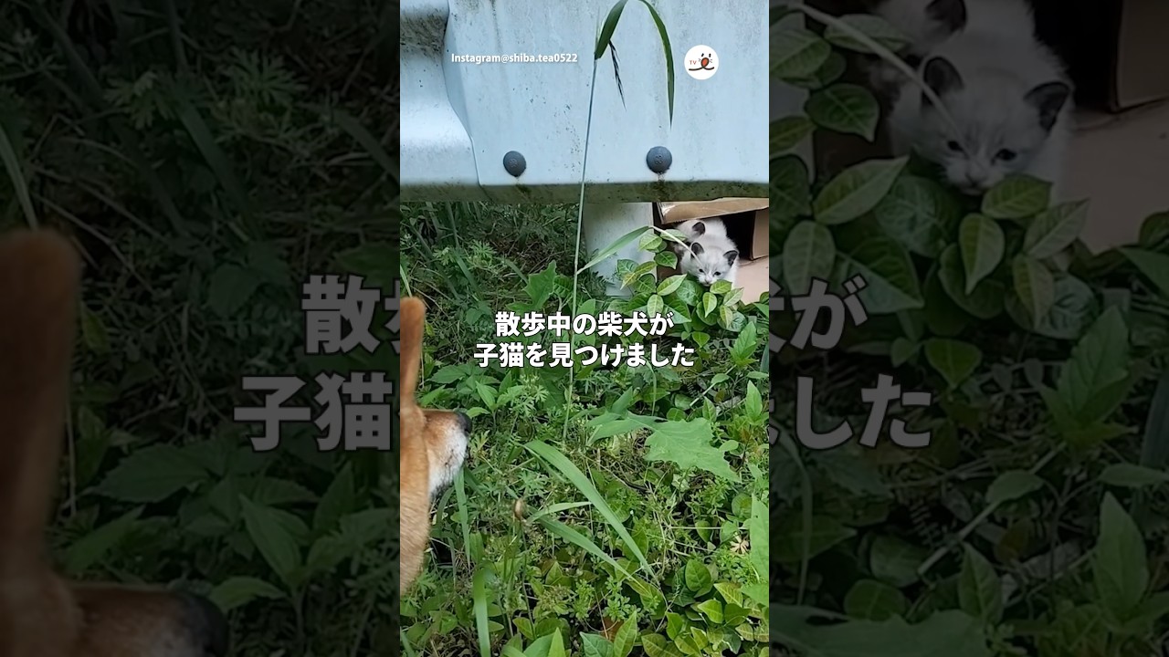 子猫保護して10日、ゼロ距離見守り柴犬｜PECO #shorts