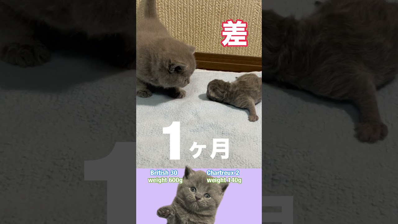 #shorts 【生まれて30日もすれば】ブリティッシュとシャルトリュー #ブリテッシュショートヘア #シャルトリュー