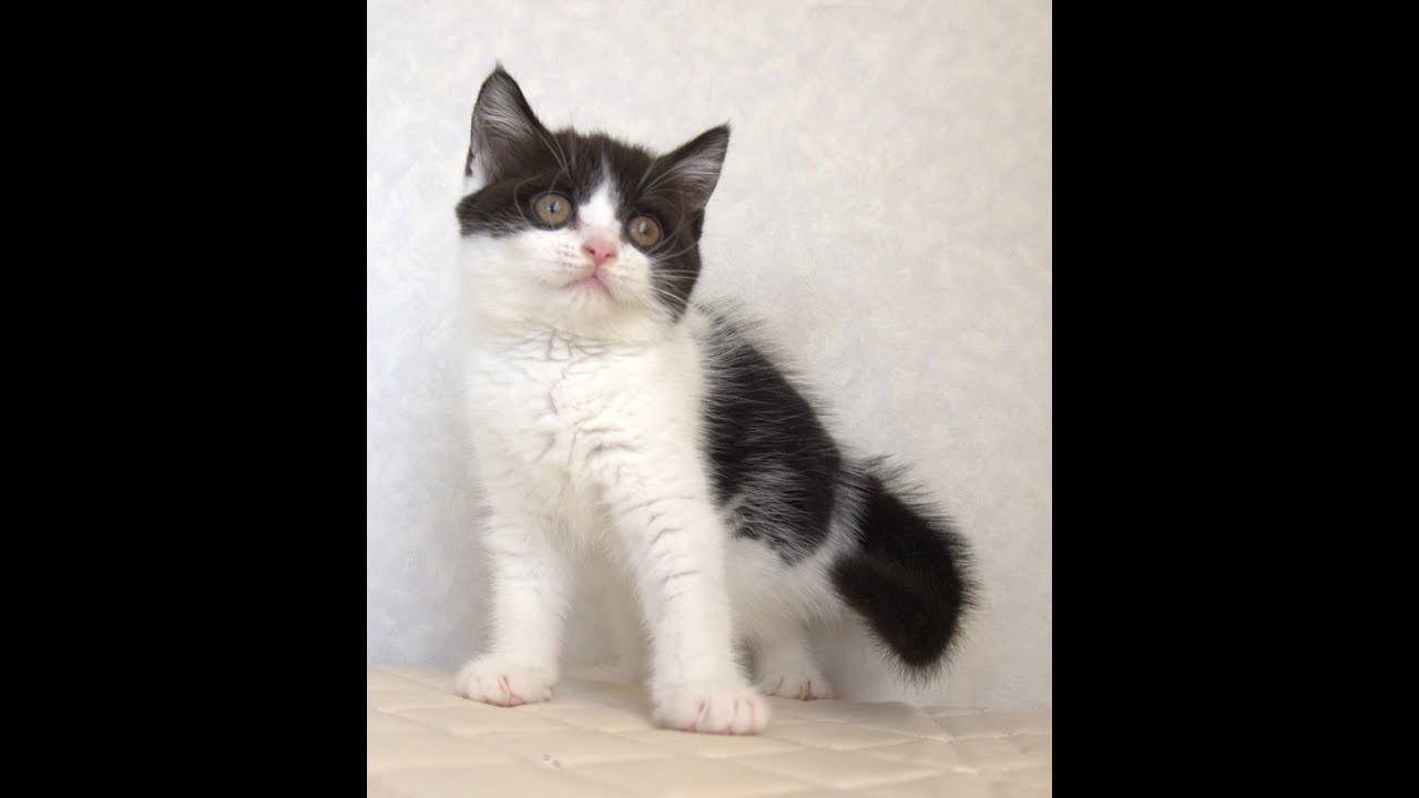 ブリティッシュショートヘアー子猫　British Shorthair　2025.4.14産まれ　　ブラック＆ホワイト　女の子　シーダキャット猫のお店