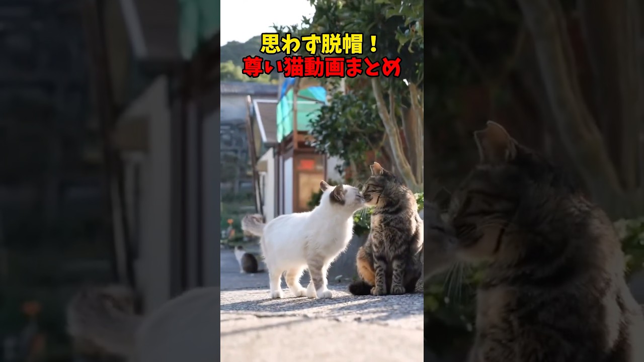 と、尊い〜😍　#猫 #cat #cats #cute