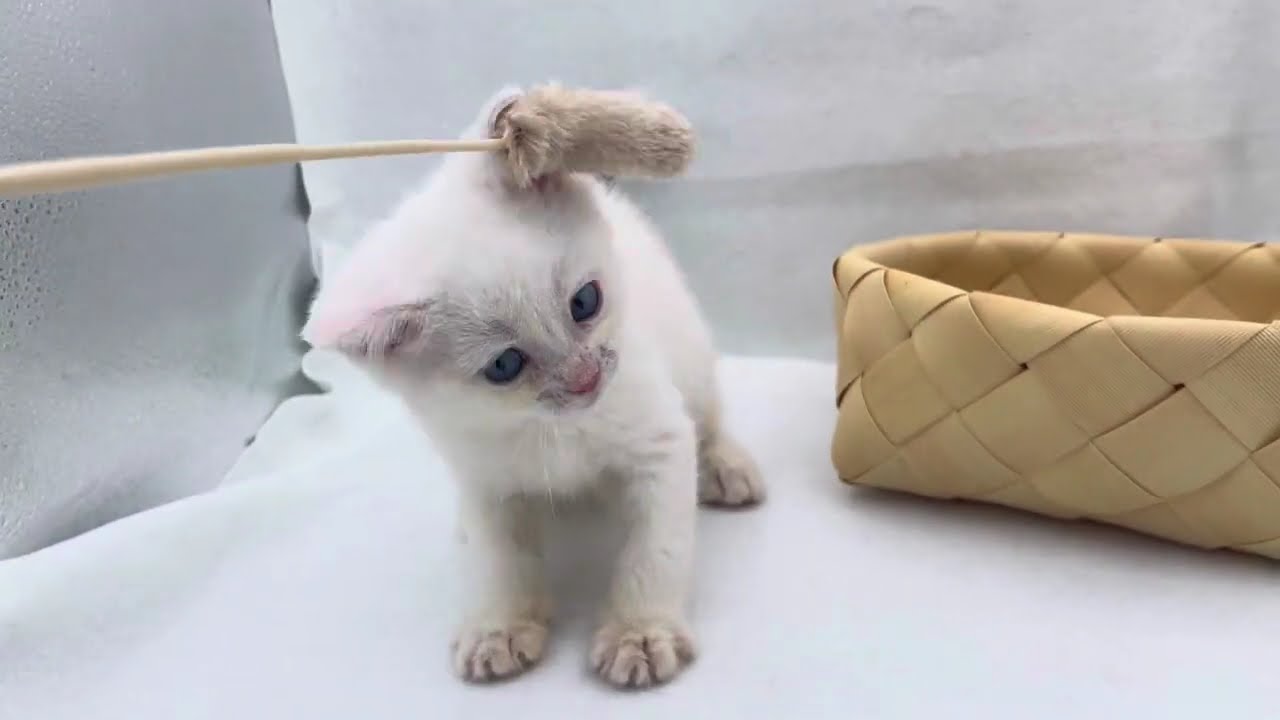 スコティッシュフォールド　オス