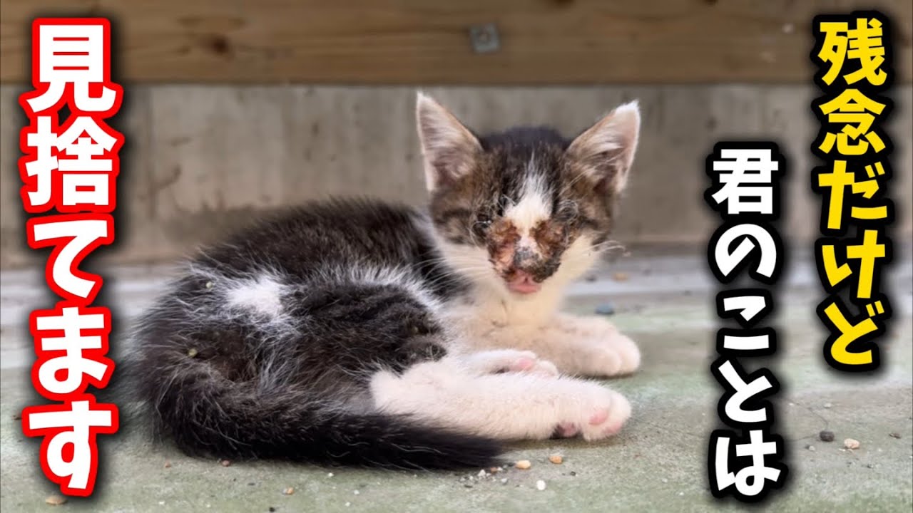 一度は見捨てた小さな命…必死に生きる子猫を保護しました