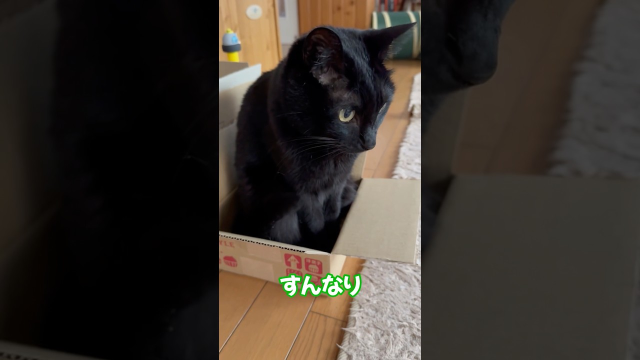 すんなり！　#shorts #cat #ねこ