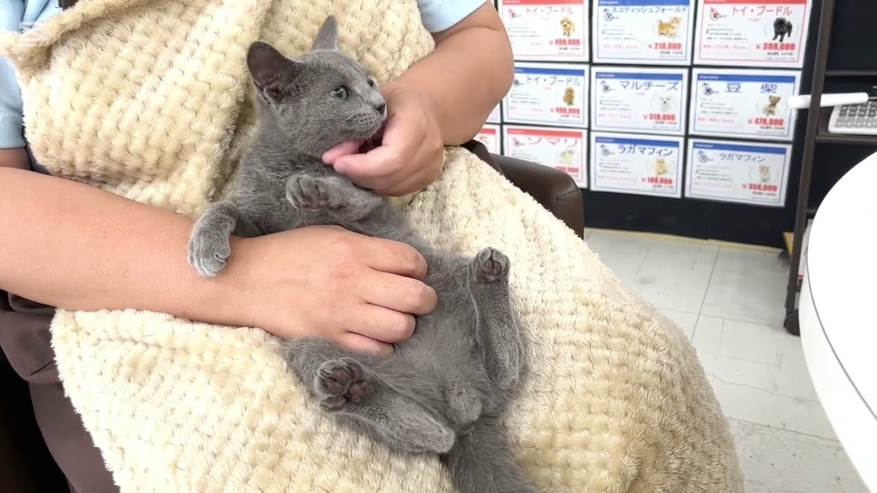 【2025.6.9撮影公開】抱っこが大好きなロシアンブルーの男の子！超お利口さんなお手入れの様子を公開