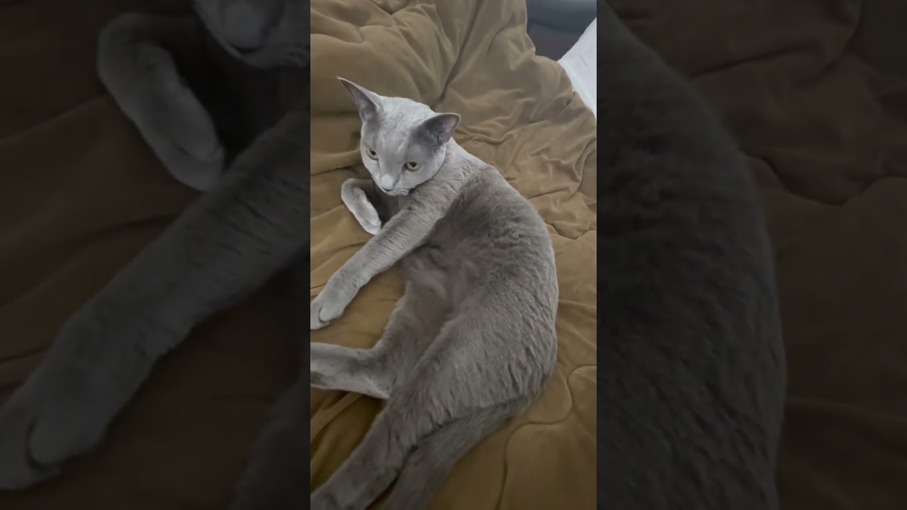 #Shorts  半導体のシリコンウエハ