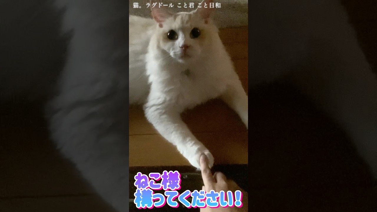 猫。ねこ様構ってください！#shorts