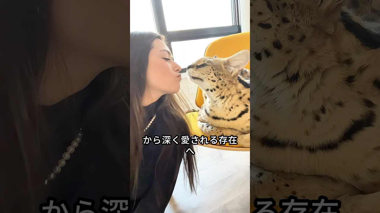 この家族が庭で孤独なサーバルの子猫を見つけて、そして...