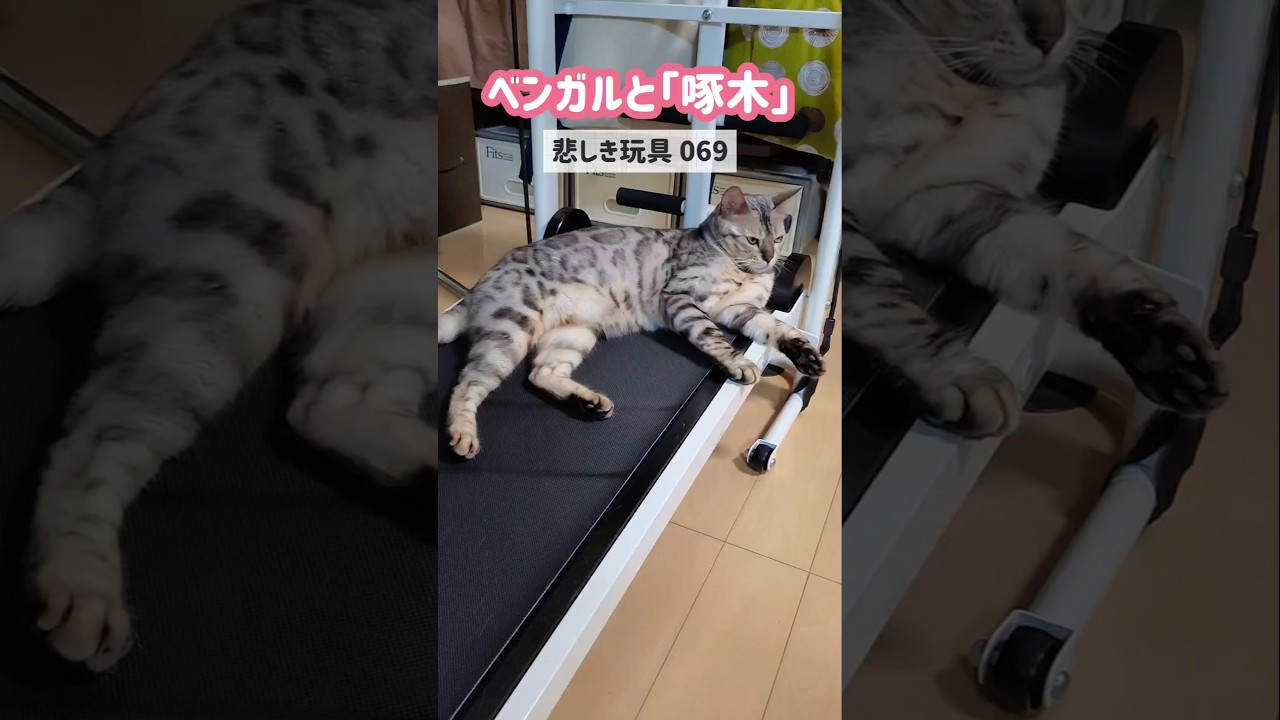 【ベンガルと啄木】悲しき玩具069#ベンガル #ねこ #ねこのいる生活 #悲しき玩具