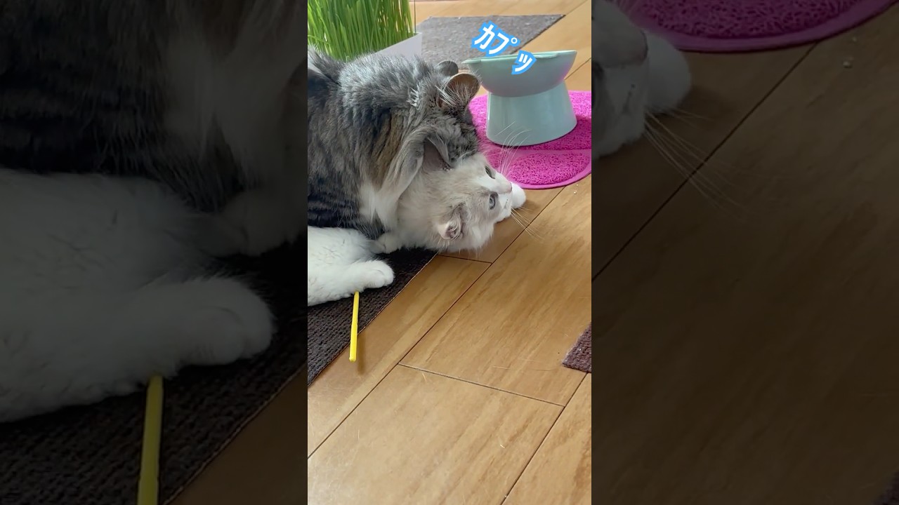 家族になって4日目💓‪ ‪ #ラグドール #ラグドール子猫 #猫のいる暮らし #animals #cat #shortvideo #ねこ #baby #子猫 #短足リオン #ragdoll