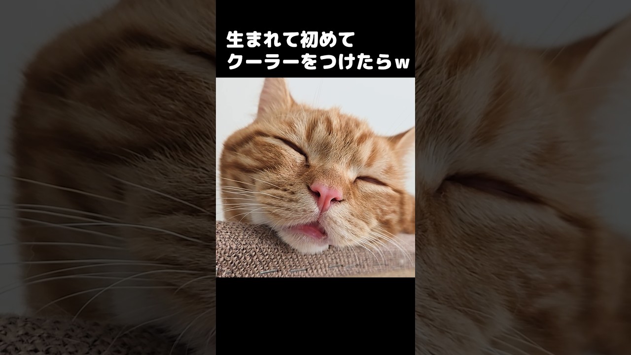 生まれて初めてクーラーをつけたら子猫が気持ち良すぎて...笑#shorts