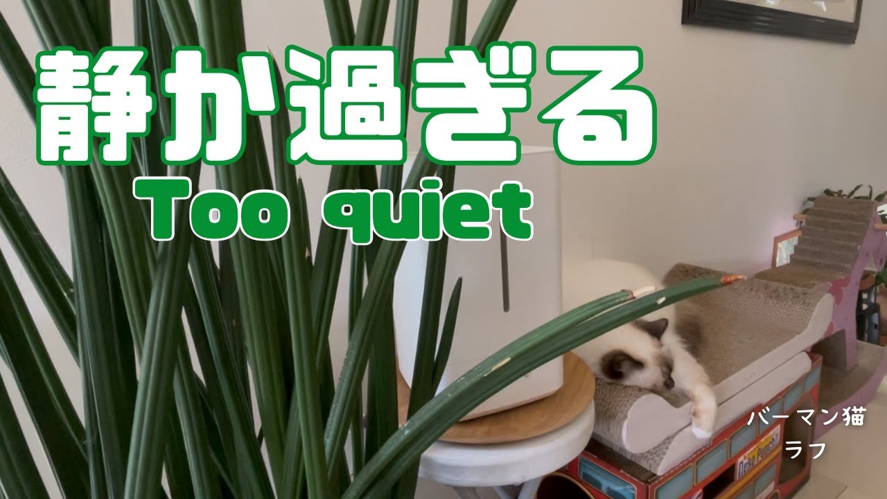 バーマン猫ラフ【静か過ぎる】Too quiet（バーマン猫）Birman/Cat