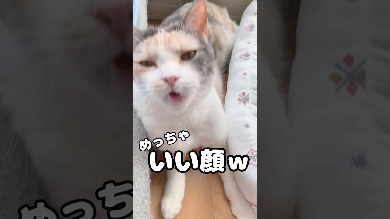 100点満点な返事をする猫 #毎朝ミーコさん #猫のいる暮らし