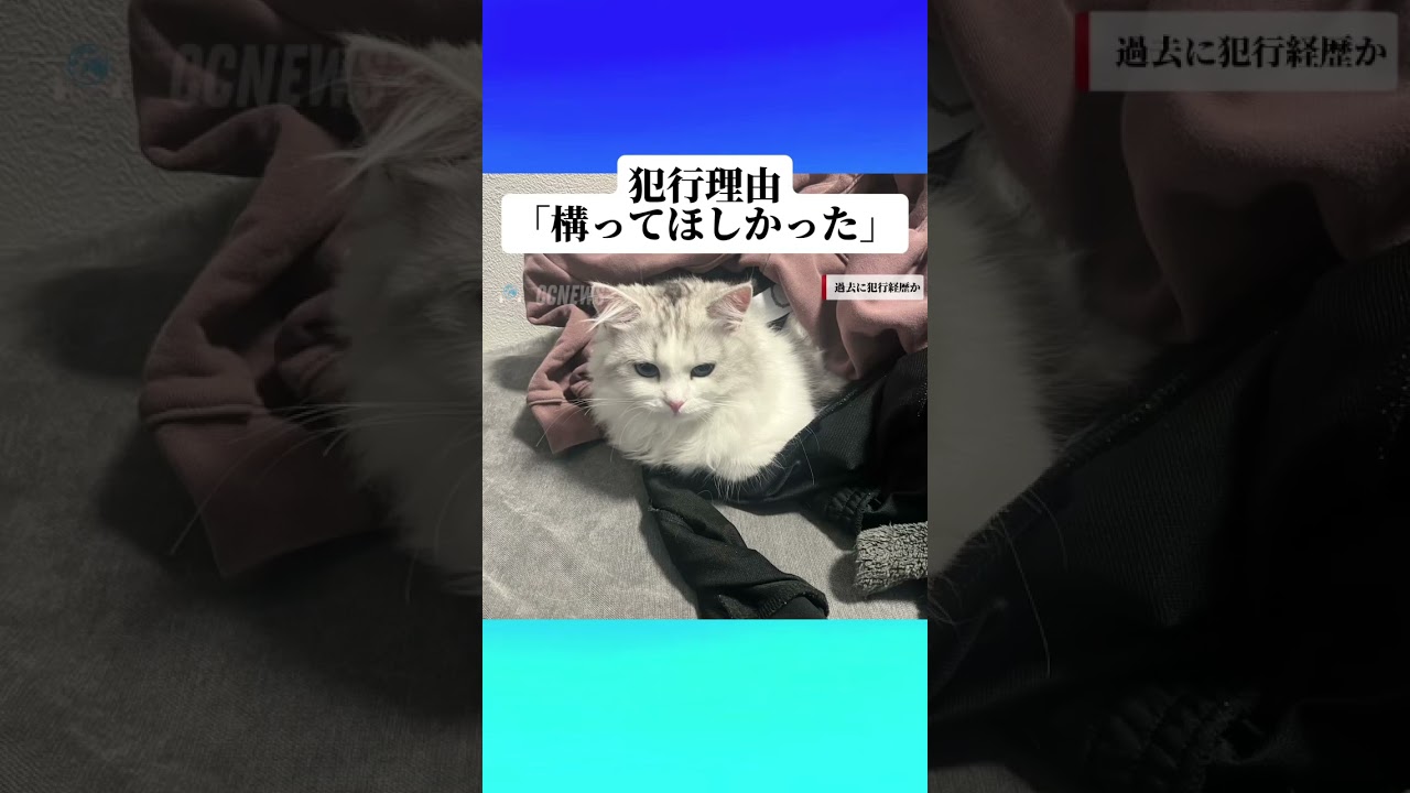 家事の邪魔ばっかりするので逮捕！w【ミヌエット猫のおもち】