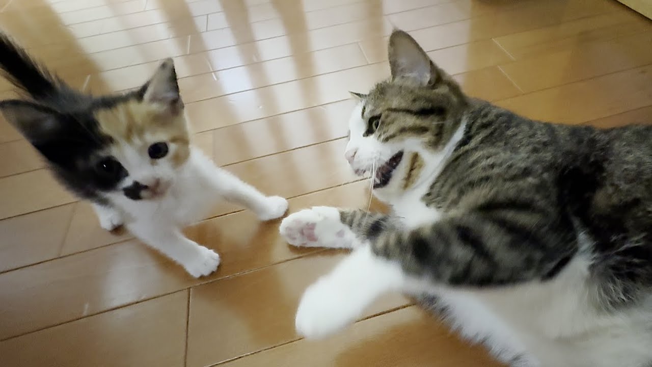 先住猫にめっちゃ叩かれる子猫