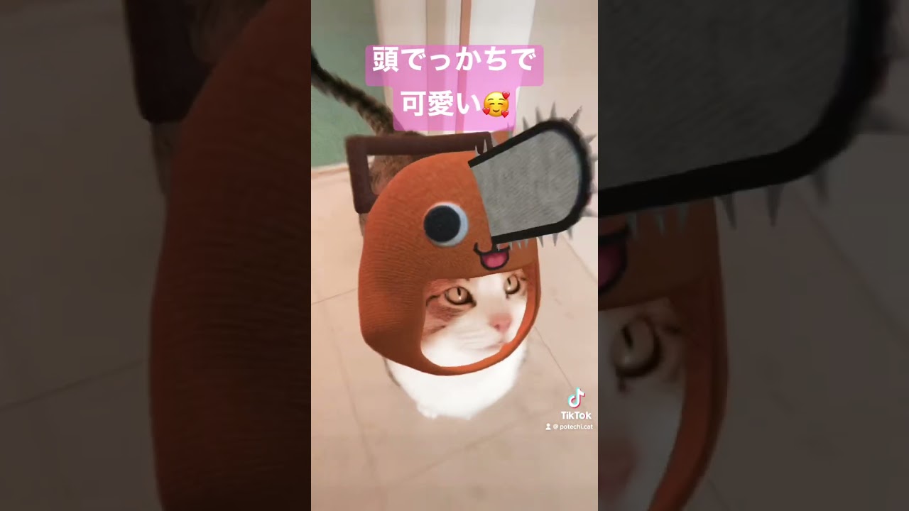 【チェンソーマン】ポテチがポチタのコスプレをしました🥰 #猫 #cat #shorts