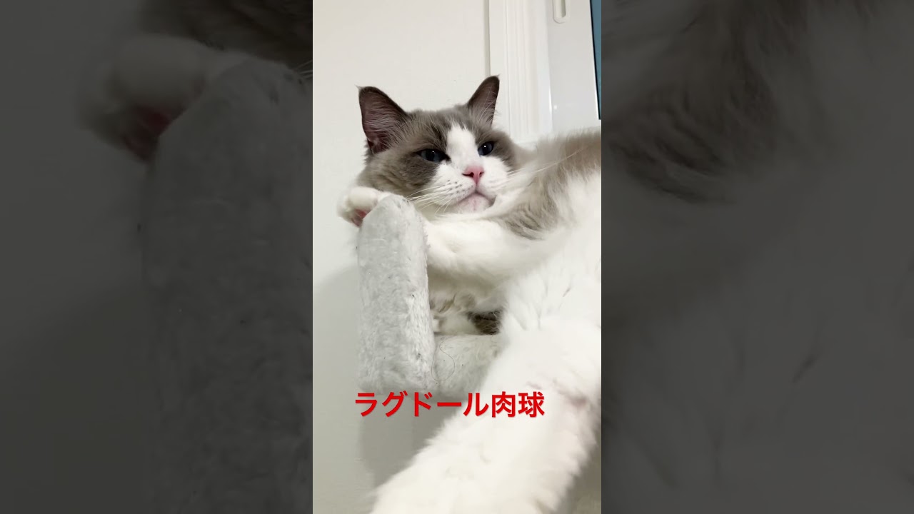 ラグドール肉球　# #animals  # #pets  #ラグドール  #cat  #cats  #猫好きさんと繋がりたい  #ragdoll  #catlovers  #catvideos