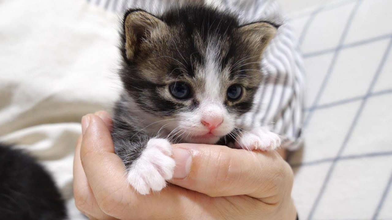 お腹いっぱいになった子猫がママの抱っこで嬉しそうな表情になる【赤ちゃん猫　保護猫】