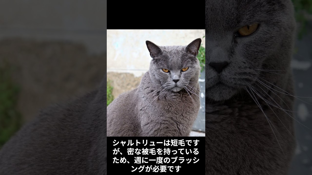 シャルトリューの魅力！特徴や飼育のコツを解説【犬猫種紹介】#シャルトリュー #ペット #ai
