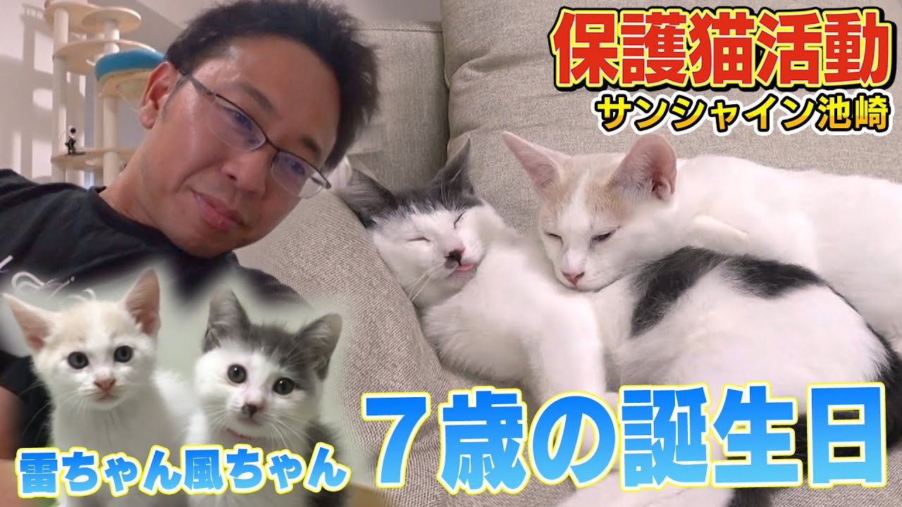 【風ちゃん雷ちゃん】サンシャイン池崎家で初めての誕生日パーティーに保護猫ブルボンが・・・